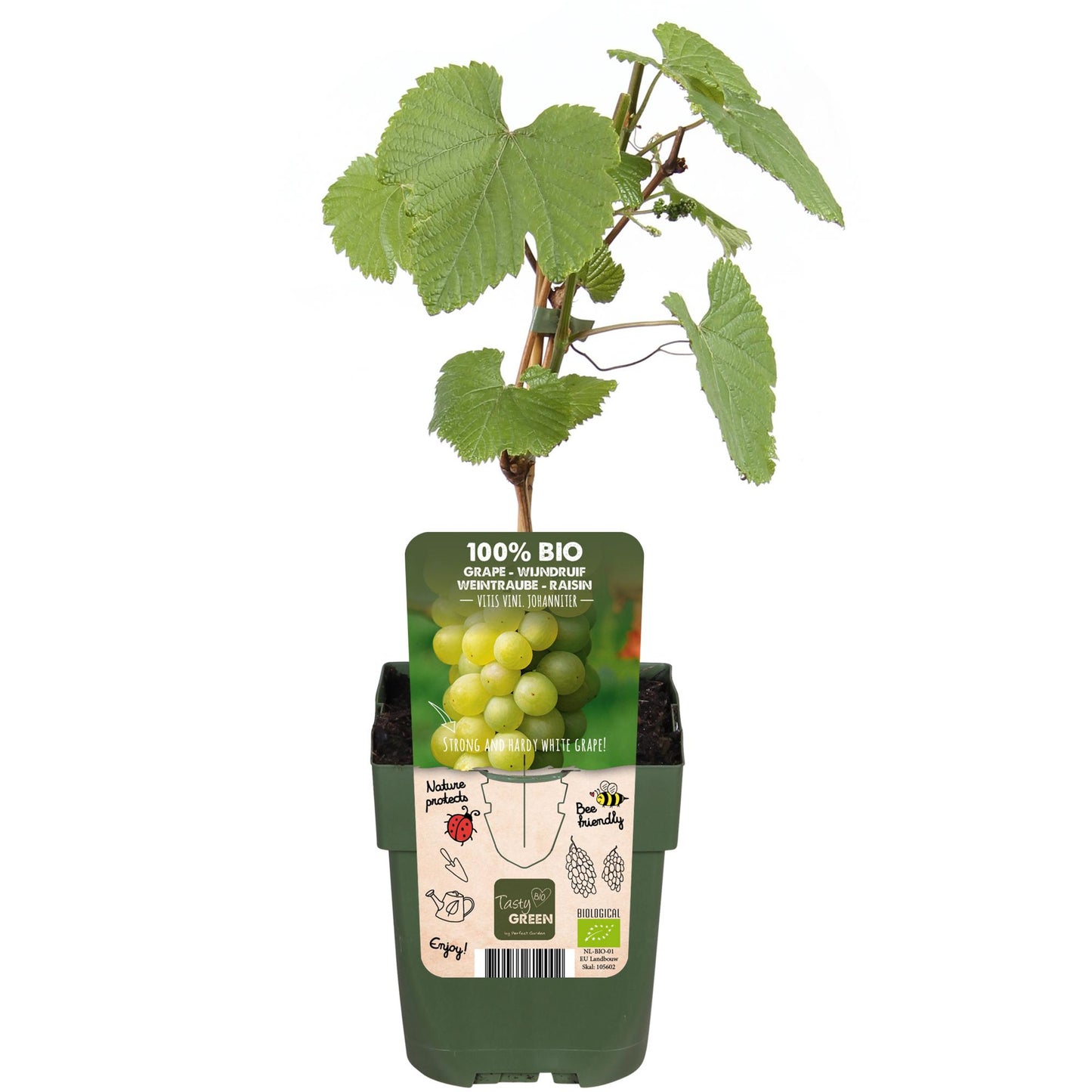 🍇 Vitis vinifera ‘Johanniter’ – Witte Druif