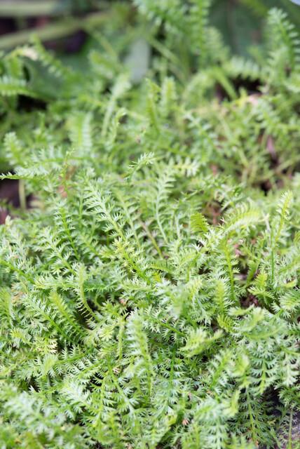 🌿 Leptinella squalida – Winterharde Lage Bodembedekker (24 stuks)