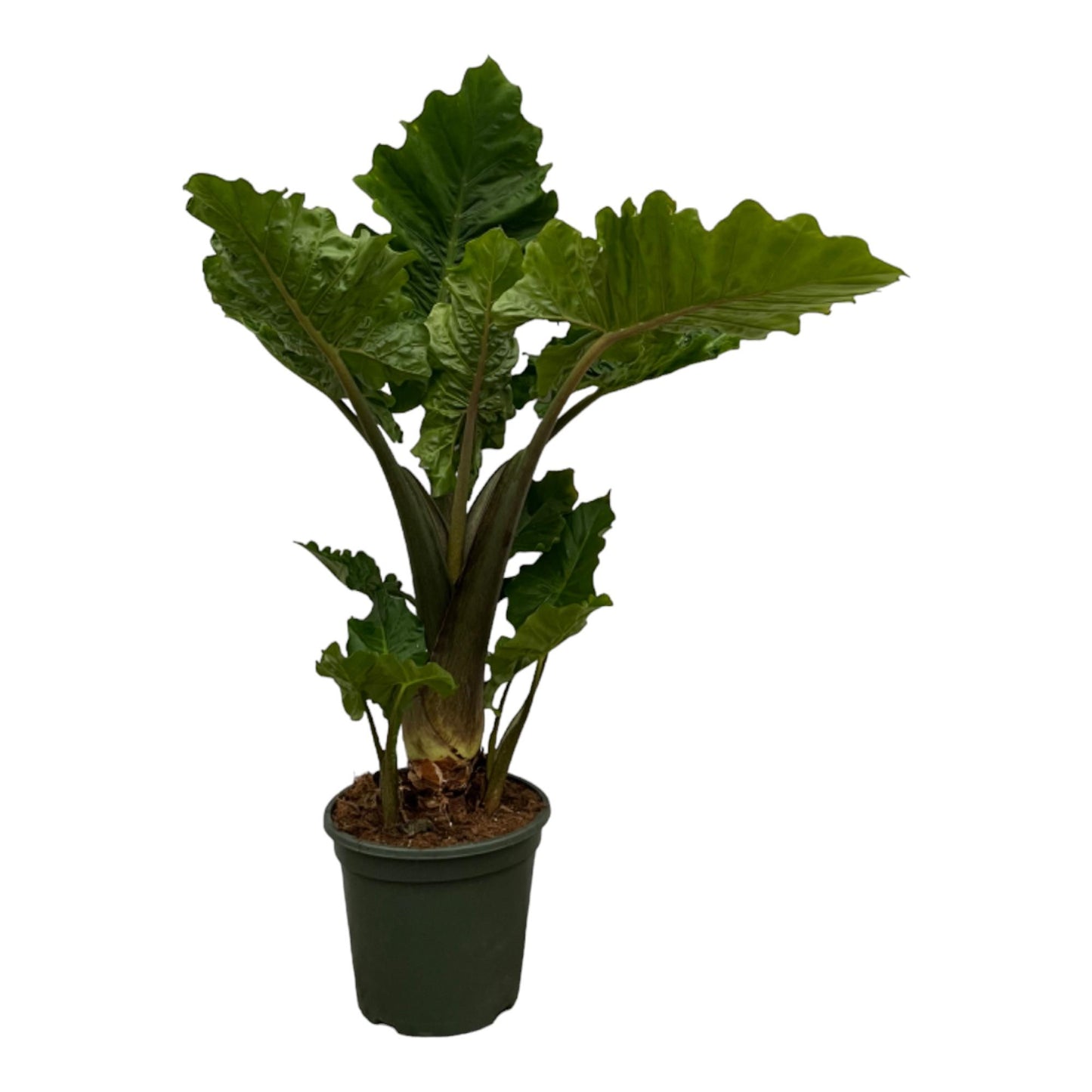 🌿 Alocasia ‘Low Raider’