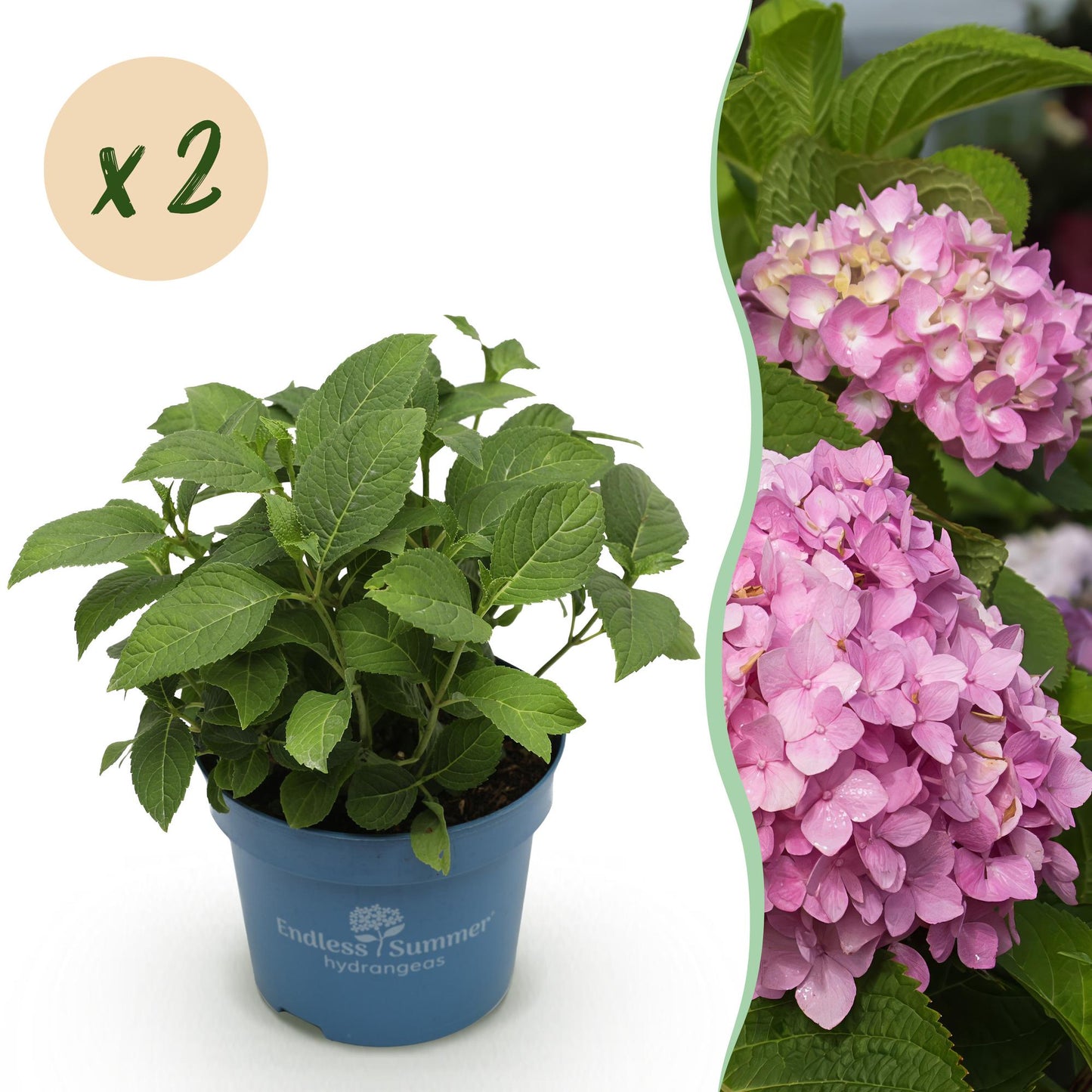 🌸 Hydrangea ‘The Original Pink’ | Hortensia (2 Stuks)