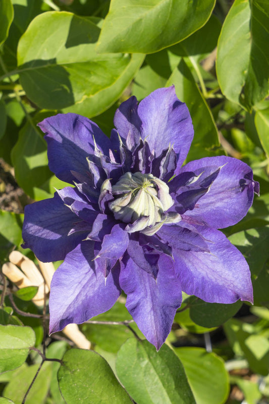 🌸 Clematis ‘Multi Blue’ – Dubbelbloemige Klimplant (3 Stuks)