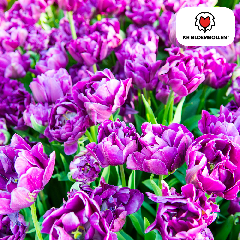 🌷 Tulpenbollen ‘Double Flag’ – Paarse Dubbelbloemige Tulp (20 Stuks)