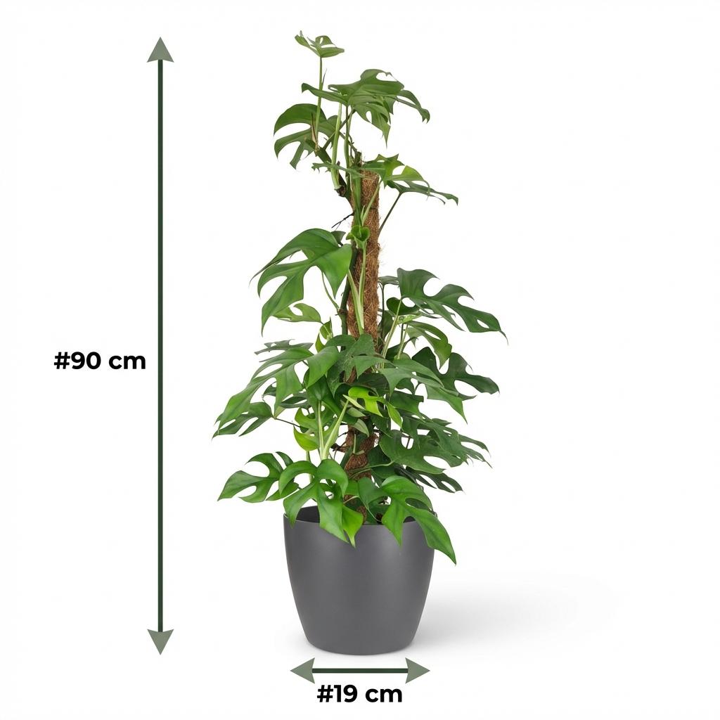 🌿 Monstera Minima | Mini Gatenplant met Mosstok & Grijze Pot
