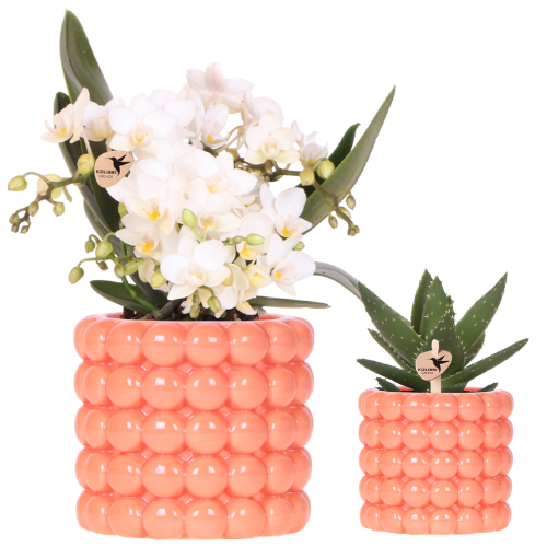 🌸 Plantenset ‘Poppy Oranje Nazare’ | Orchidee & Groene Plant met Potten