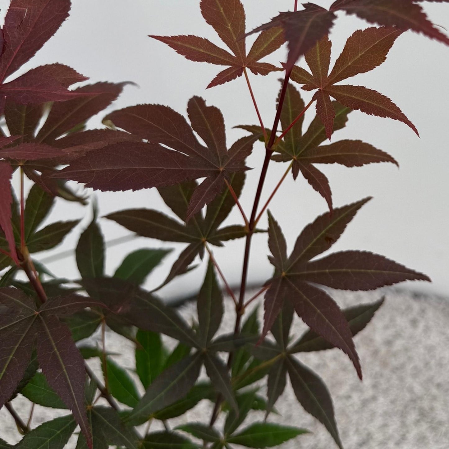 🍁 Acer palmatum ‘Atropurpureum’ – Paarse Japanse Esdoorn | (3 stuks)