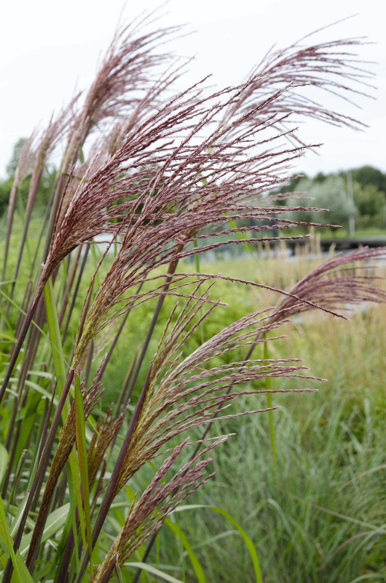 🌾 Miscanthus sinensis ‘Ferner Osten’ – Prachtsiergras met Rode Pluimen