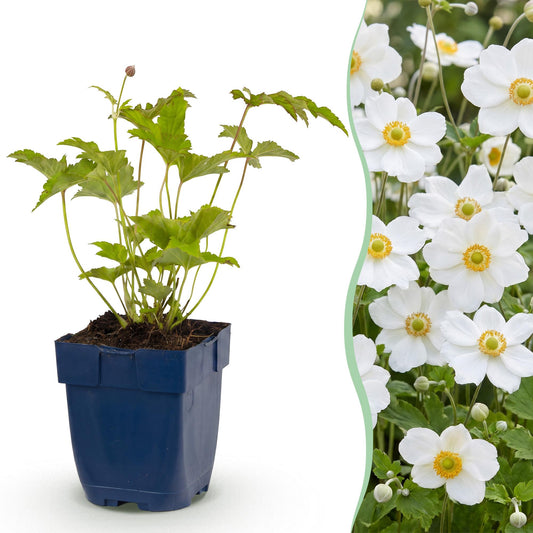 🌿 Anemone × hybrida 'Honorine Jobert' – Witte Herfstanemoon | 3 stuks