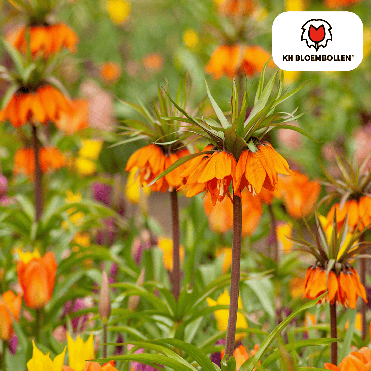 🌸Fritillaria imperialis ‘Garland Star’  Keizerskroon, Vorstelijke Voorjaarsbloem & Insectenwerend ( 5 stuks)
