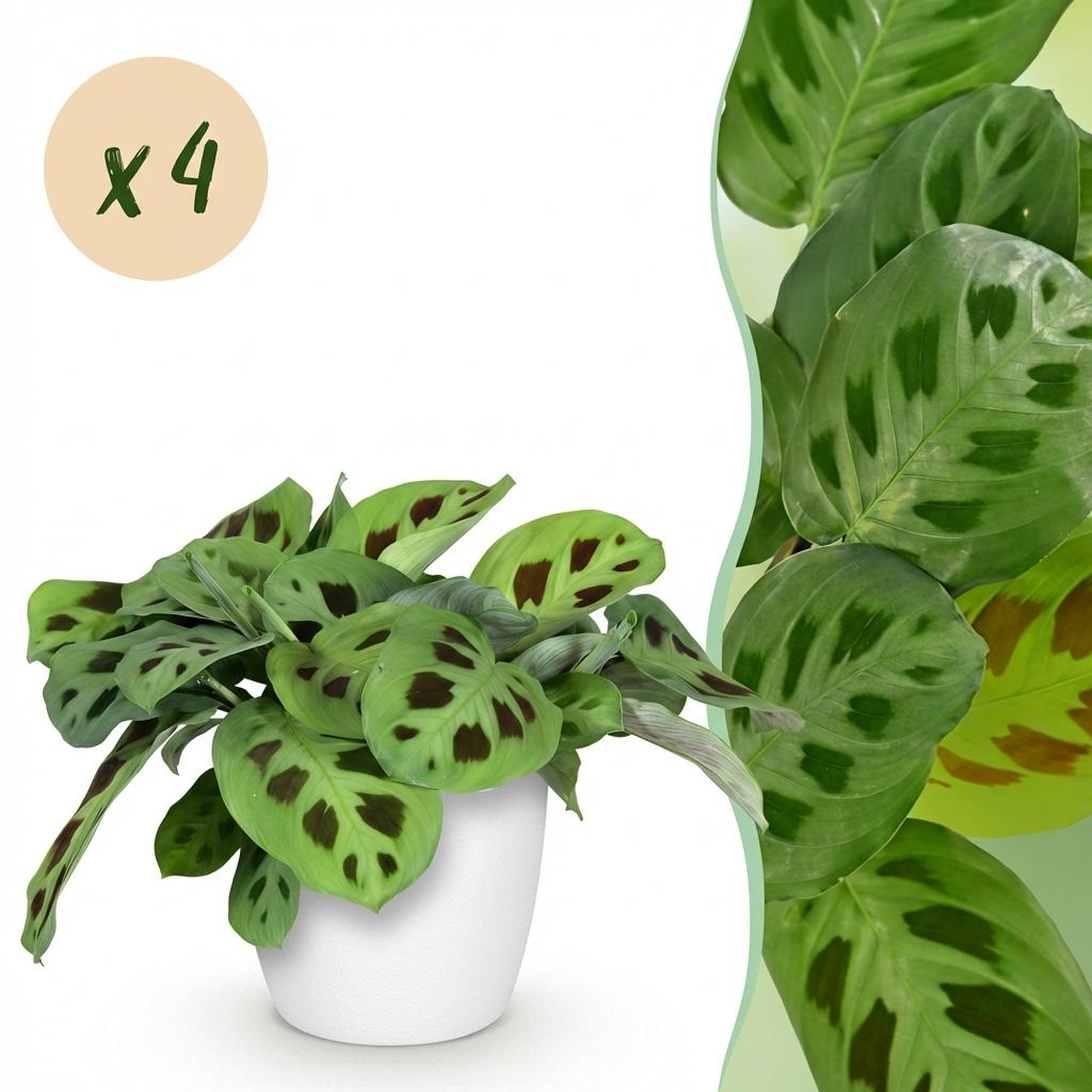 🌿 Maranta Fascinator Kerchoveana – Zebraplant