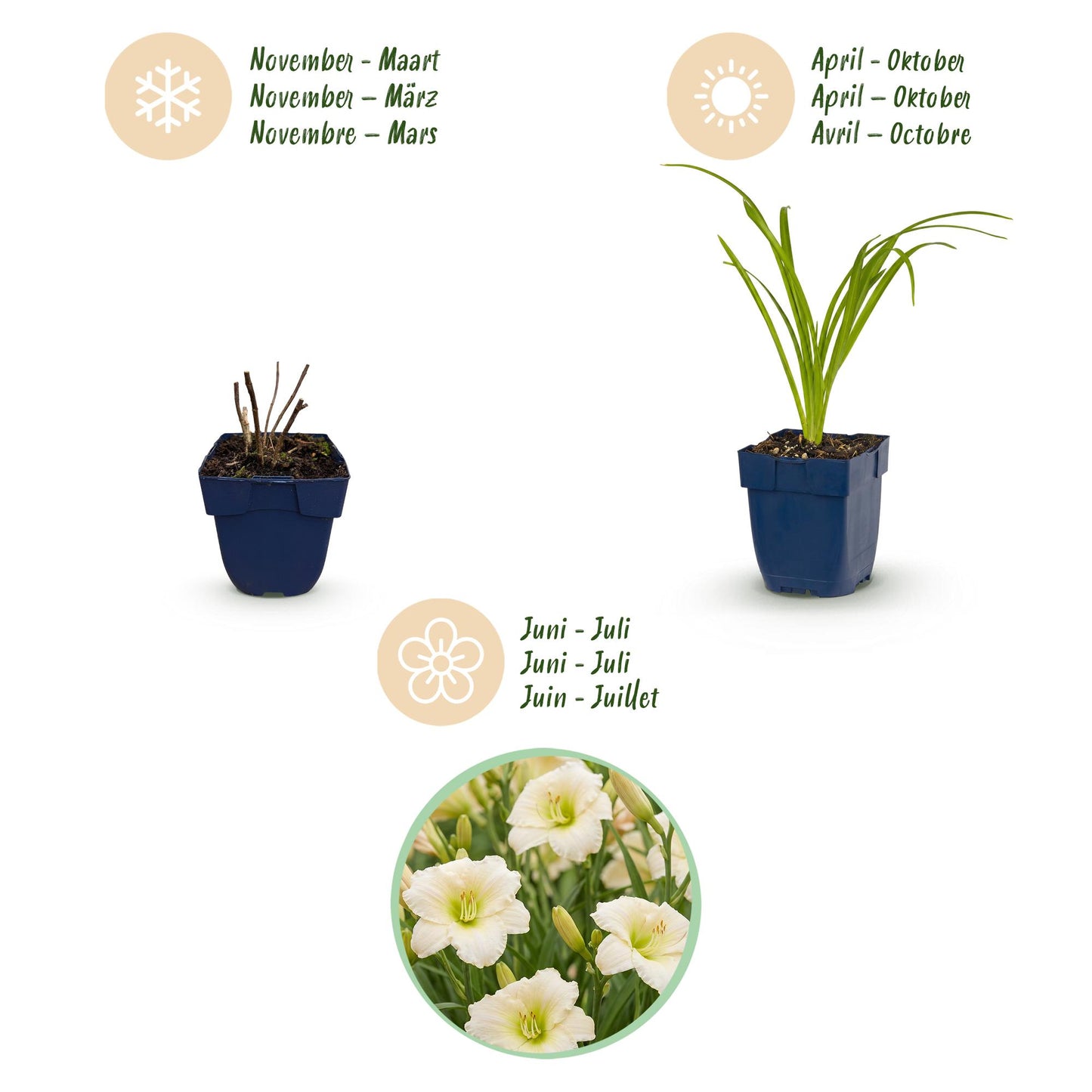🌿 Hemerocallis 'Arctic Snow' – Crèmekleurige Daglelie | 3 stuks