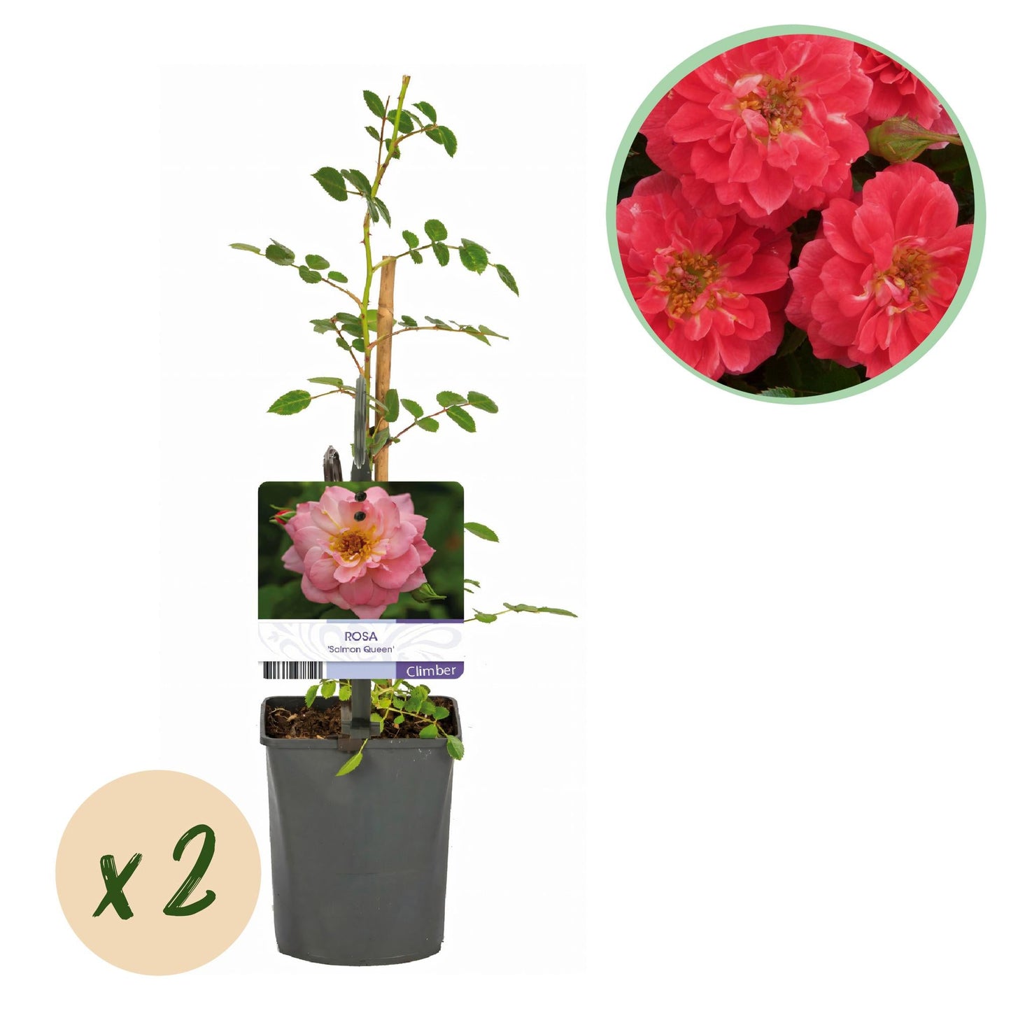 🌸 Rosa ‘Salmon Queen’ – Klimroos (2 Stuks)