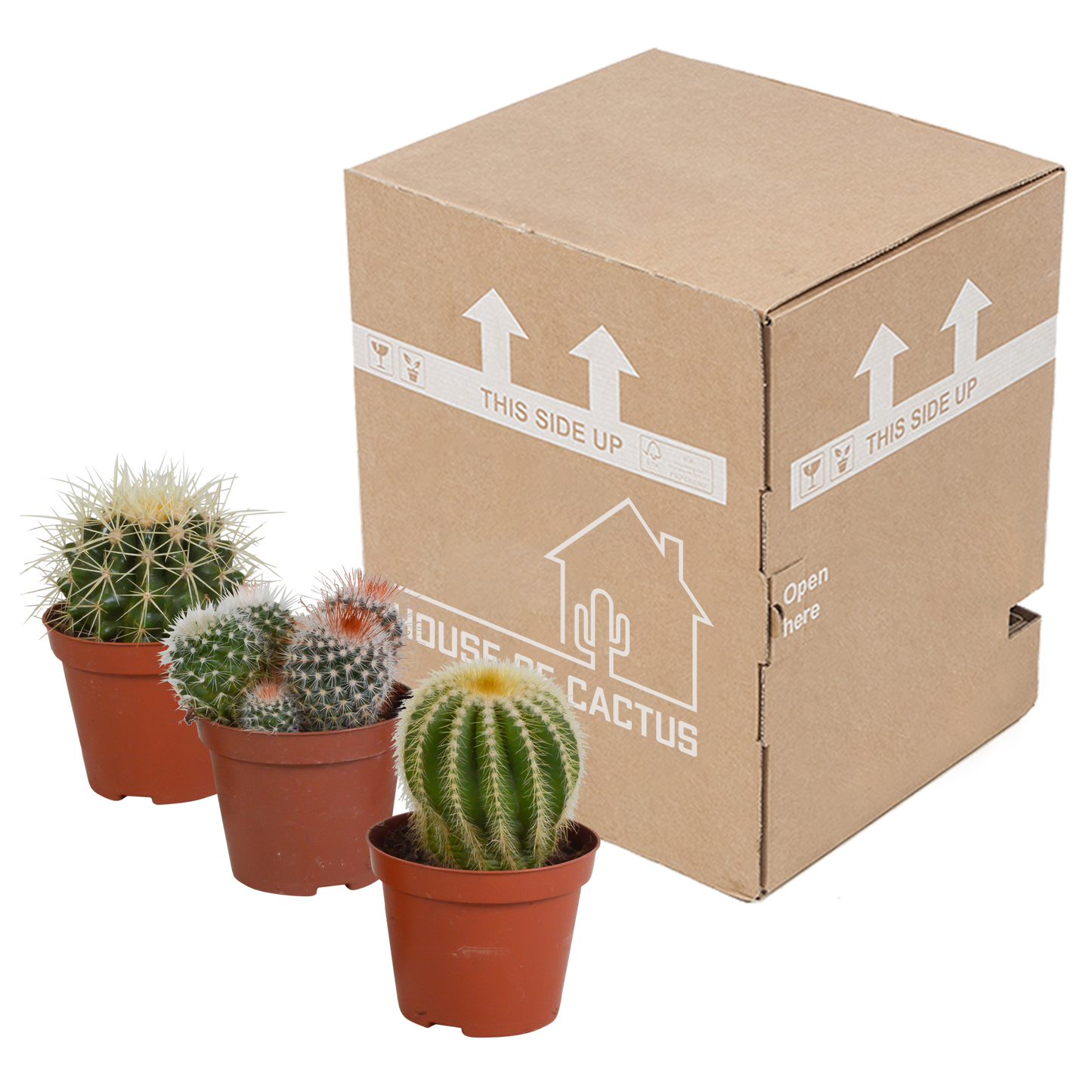 🌵 Bolcactus Mix – Zonder pot (3 stuks)