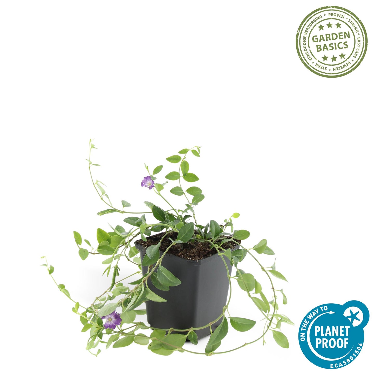 🌿 Vinca minor ‘Atropurpurea’ – Winterharde Paarsbloeiende Bodembedekker (6 stuks)