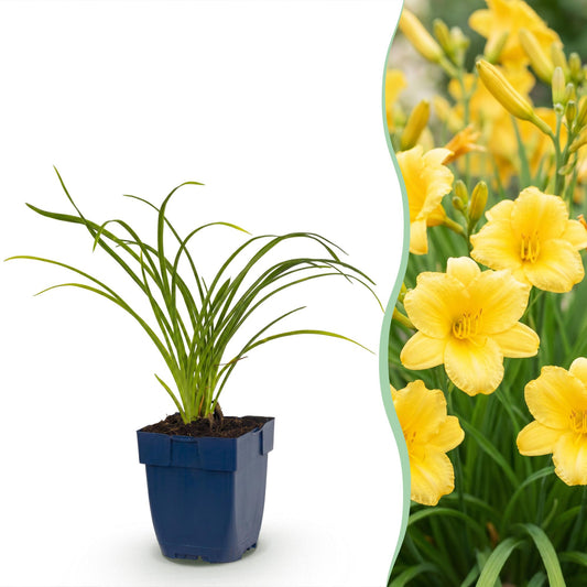 🌿 Hemerocallis 'Stella d'Oro' – Gele Daglelie | 3 stuks