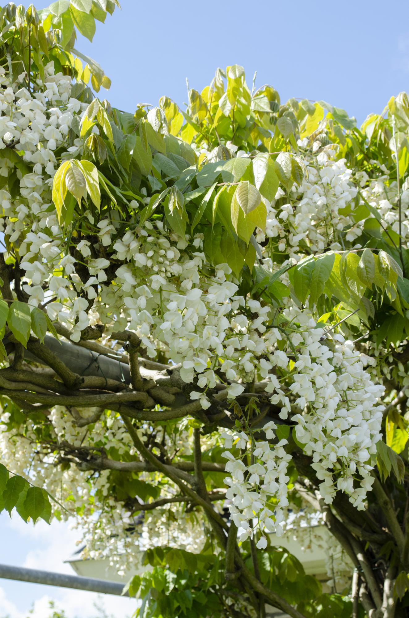 🤍 Wisteria floribunda ‘Alba’ – Witte Blauwe Regen