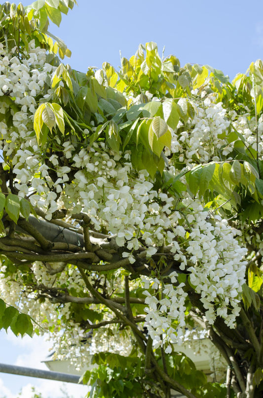 🤍 Wisteria floribunda ‘Alba’ – Witte Blauwe Regen
