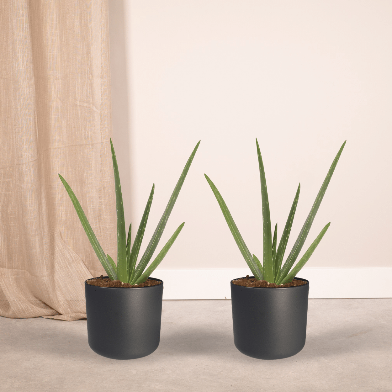 🌵 Aloe Vera – Succulente sierlijke Plant (2 stuks)