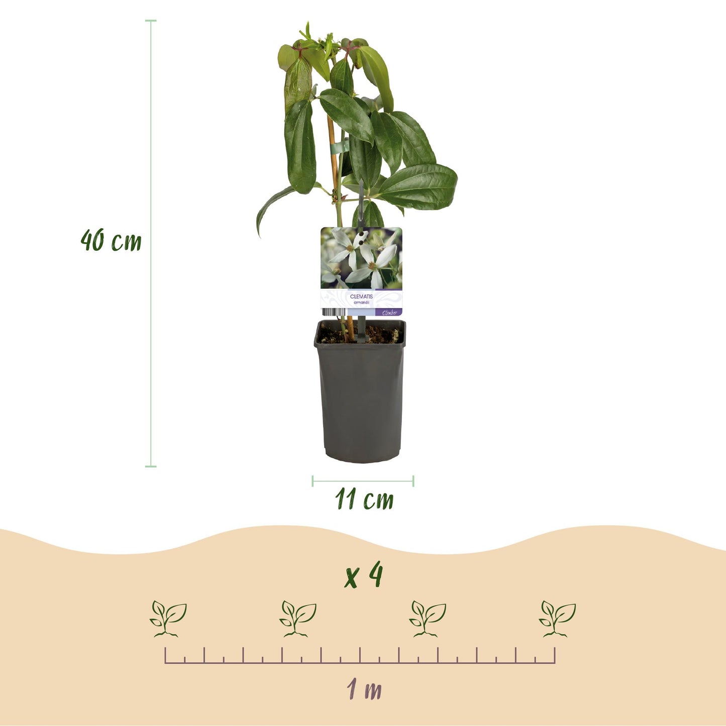 🤍 Clematis armandii – Groenblijvende Klimplant