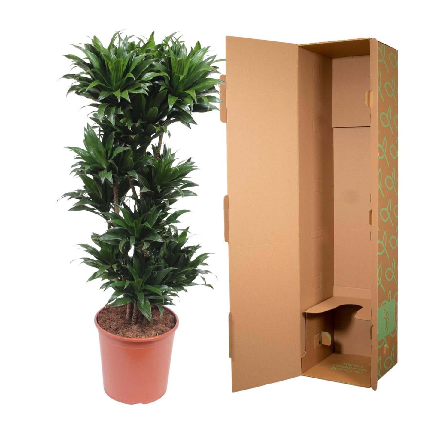 🌿 Dracaena Compacta | Grote Luchtzuiverende Kamerplant
