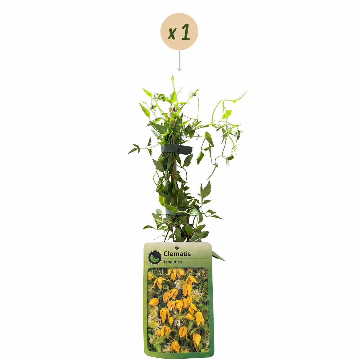 💛 Clematis tangutica – Chinese bosrank – Gele klimplant