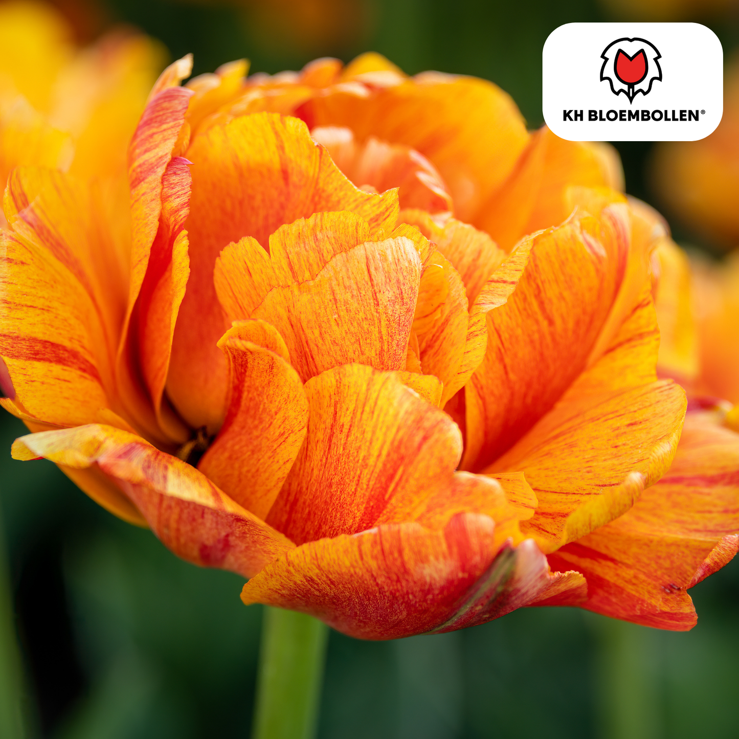 🌷 Tulpenbollen ‘Gudoshnik Double’ – Geel, Oranje & Rode Dubbelbloemige Tulp (20 Stuks)