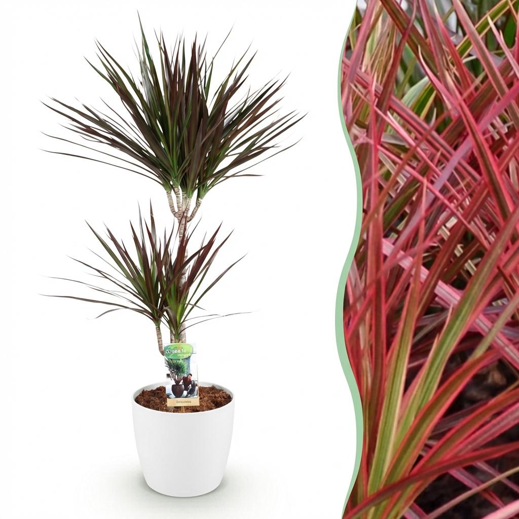🌿 Dracaena ‘Magenta’ | Drakenbloedboom met Witte Pot (XL)