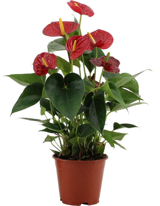🌺 Anthurium Success Red | Flamingoplant