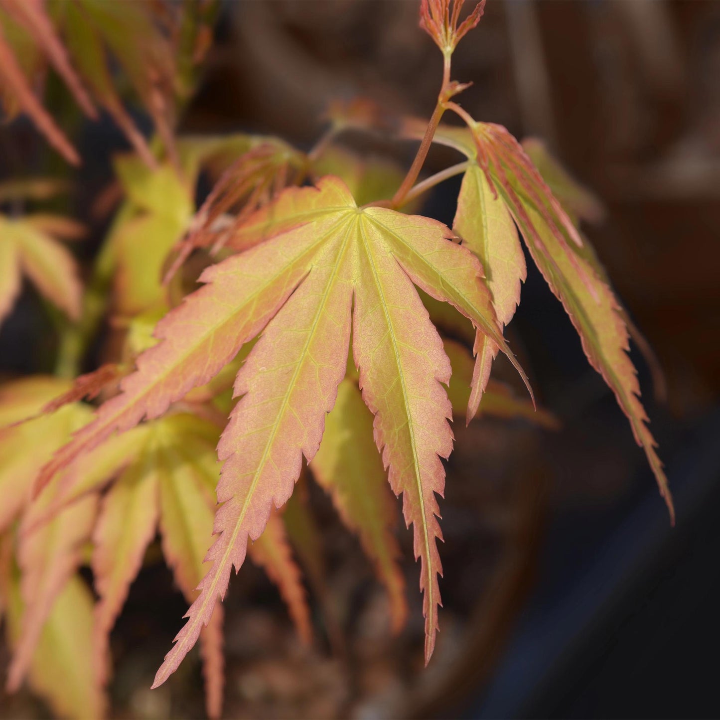 🌳 Acer palmatum ‘Katsura’ – Japanse Esdoorn (2 Stuks)