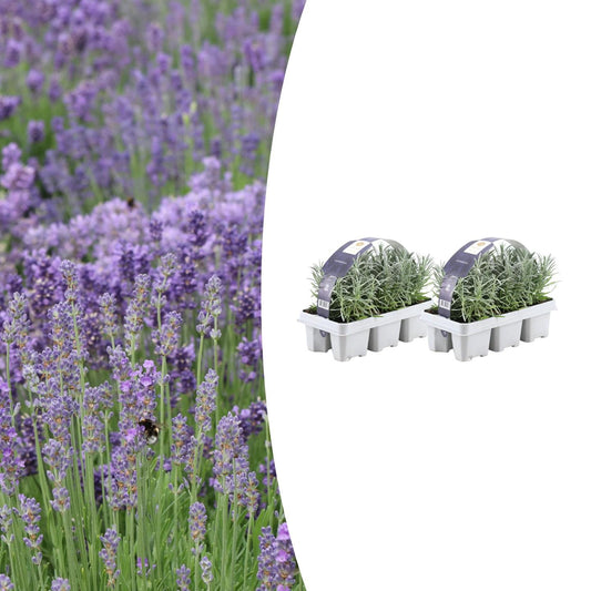 🌸 2x 6-pack Lavandula angustifolia – Geurende Lavendel voor Tuin & Balkon – Ø7 cm pot
