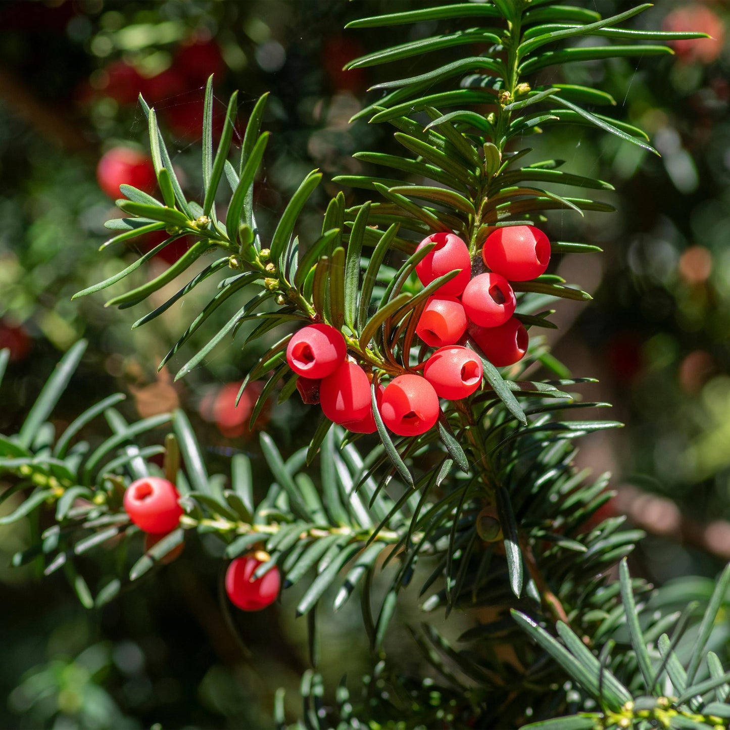 🌿 Taxus baccata | Haagplant (6 Stuks)