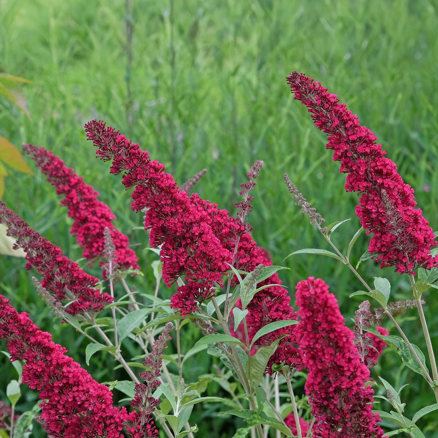 🦋 Buddleja davidii ‘Royal Red’ – Rode Vlinderstruik | (3 stuks)