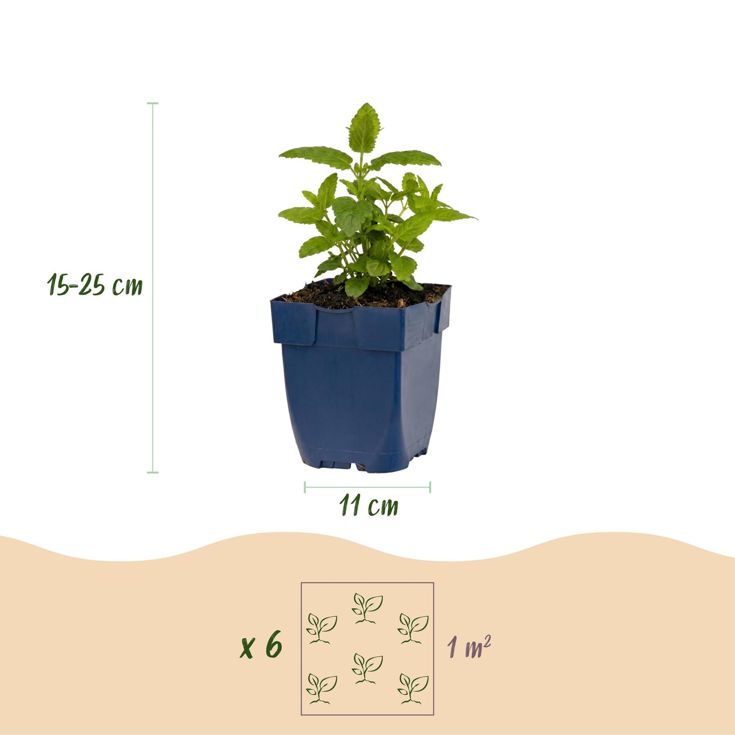 🌿 Nepeta nervosa 'Neptune' – Kattenkruid | 3 stuks