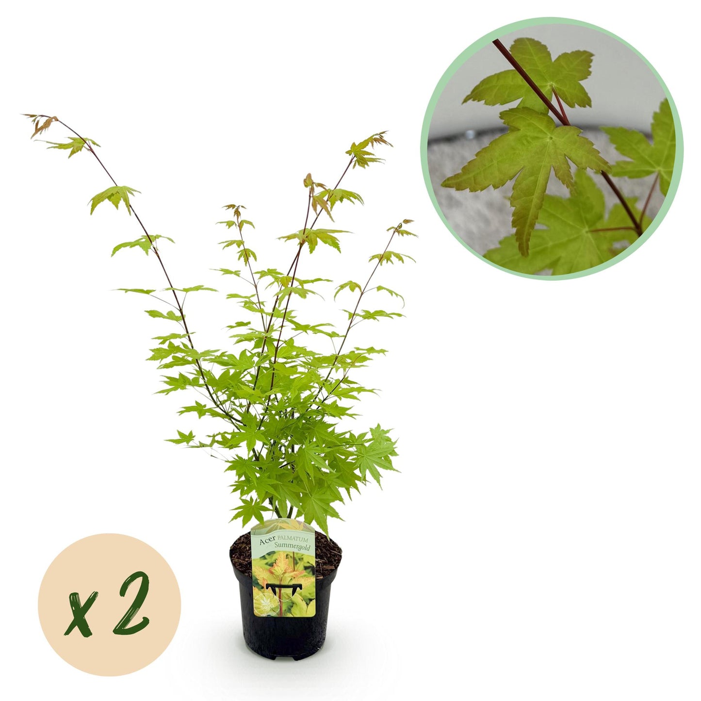 🌳 Acer palmatum ‘Summergold’ – Japanse Esdoorn (2 Stuks)