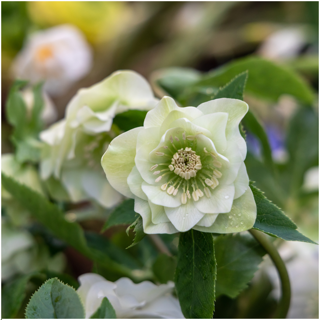 🌸 Helleborus Specials – Winterbloeiers (3 Stuks)