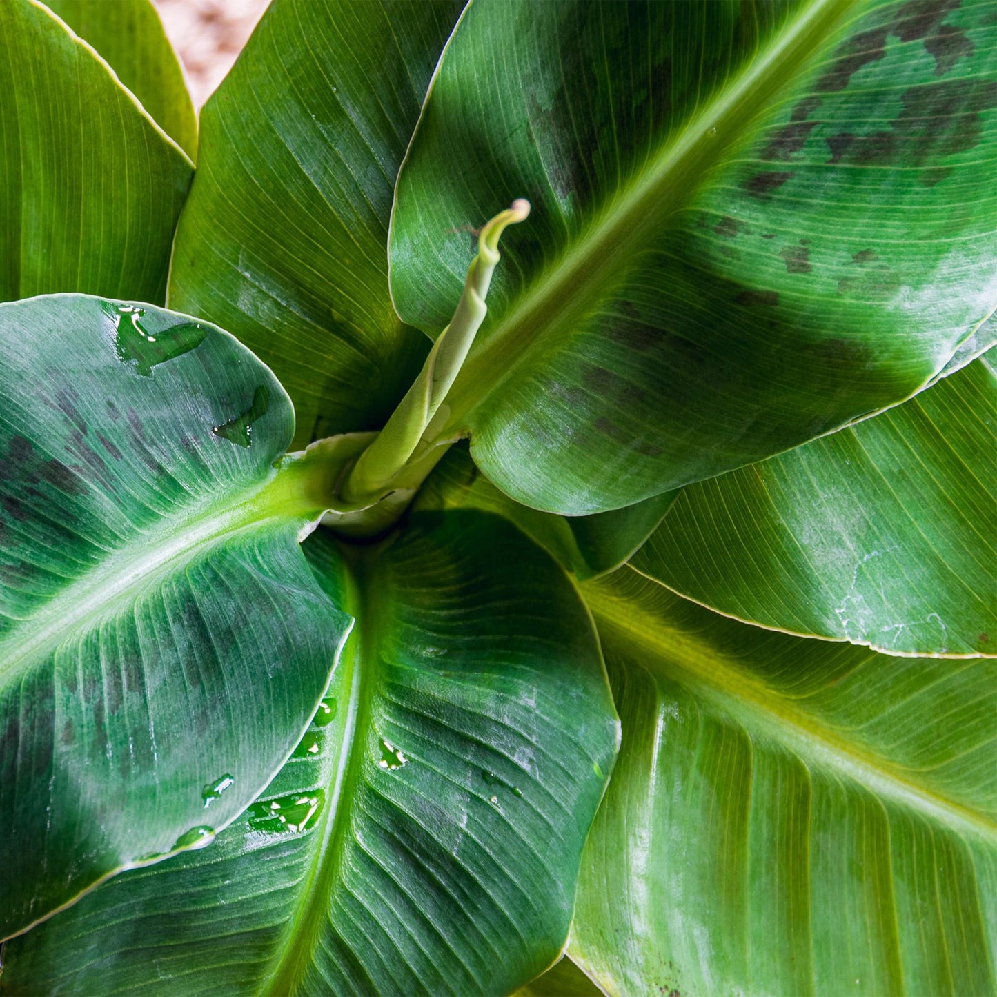 🌿 Musa Dwarf Cavendish | Bananenplant met Witte Pot