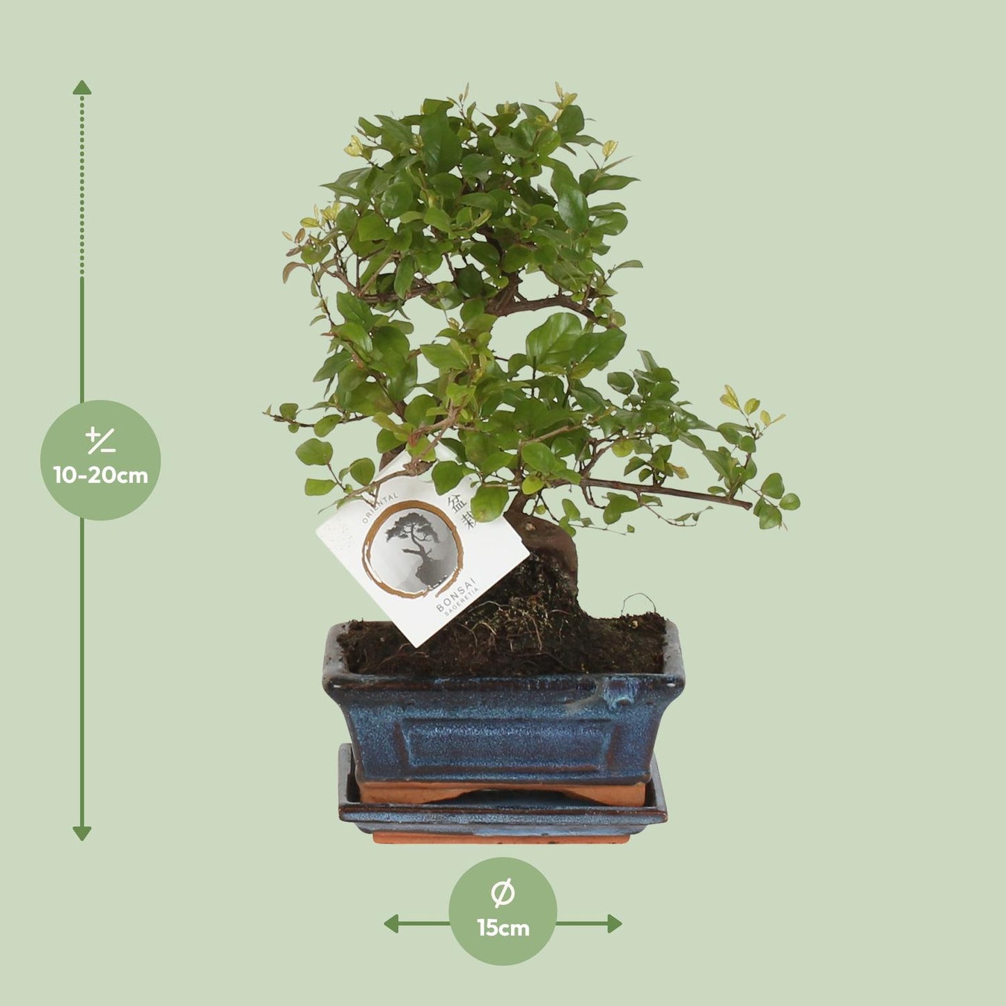 🌳 Bonsai ‘Sageretia’ – S-vorm