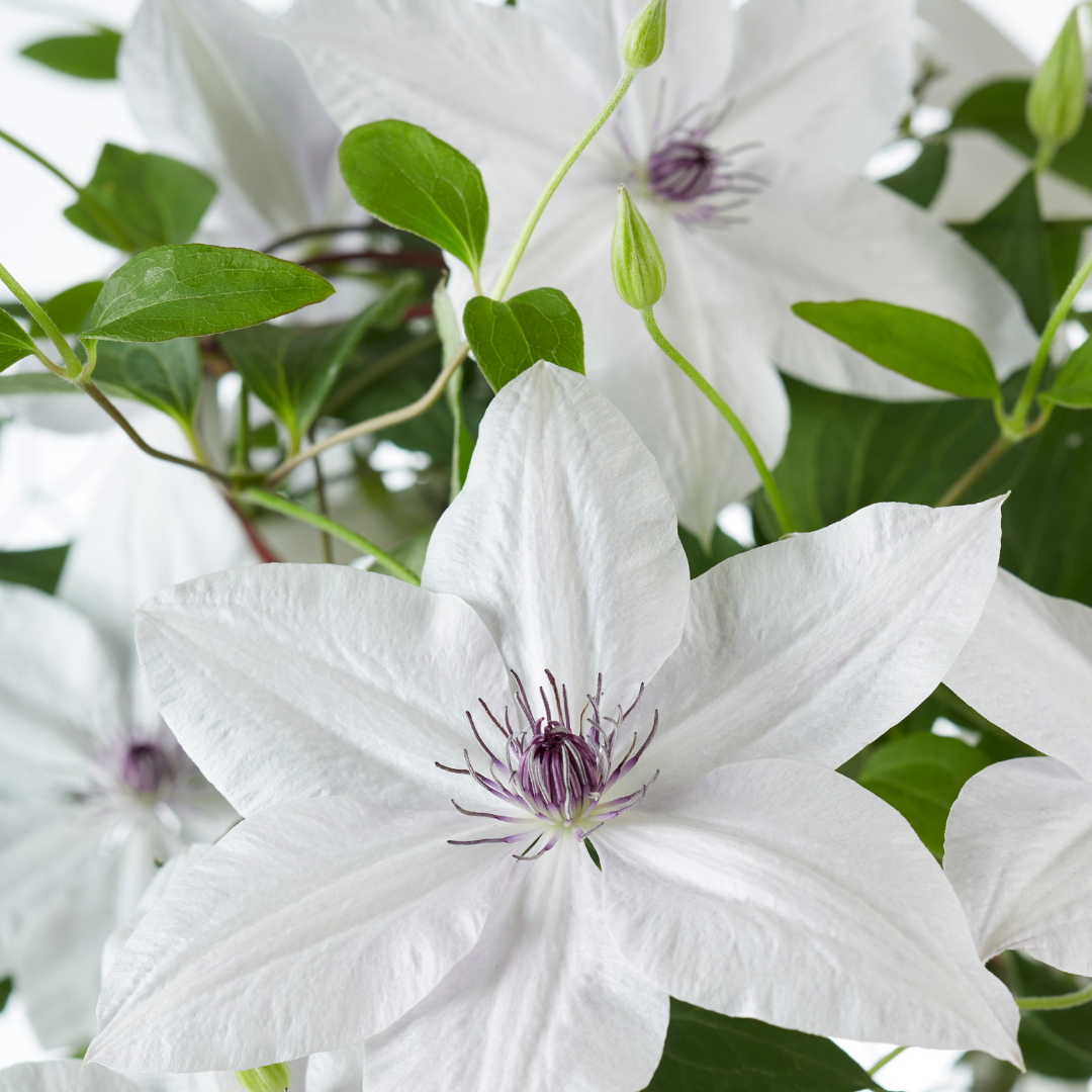 🌸 Clematis Garland ‘Tsukiko’ – Sierlijke Japanse Clematis