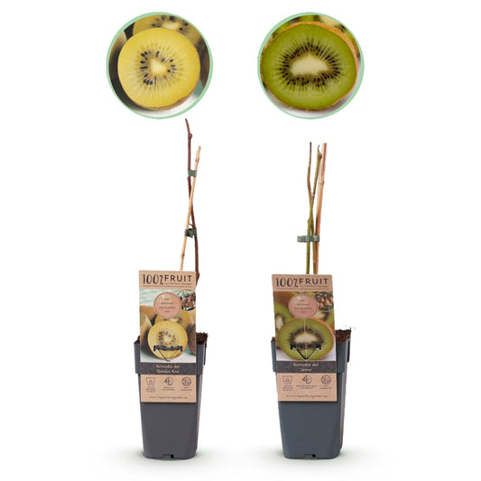 🥝 Actinidia deliciosa ‘Jenny’ & Golden Kiwi – Kiwi Planten (2 Stuks)