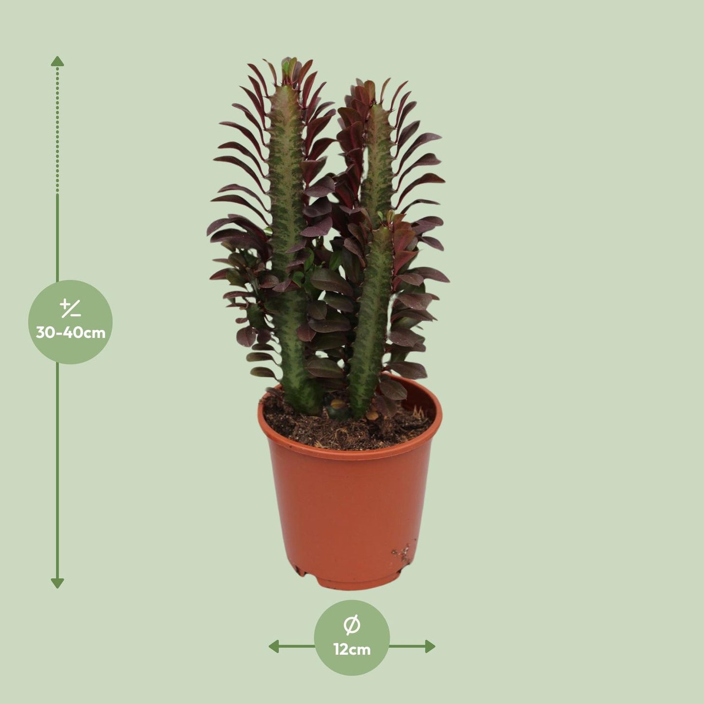 🌵 Euphorbia Trigona ‘Rubra’ | Afrikaanse Melkboom