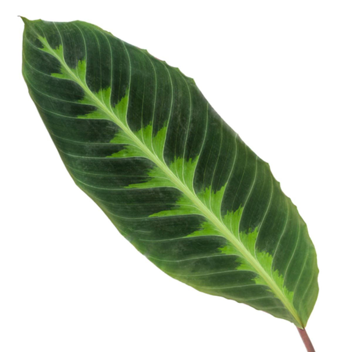 🌿 Calathea Warscewiczii