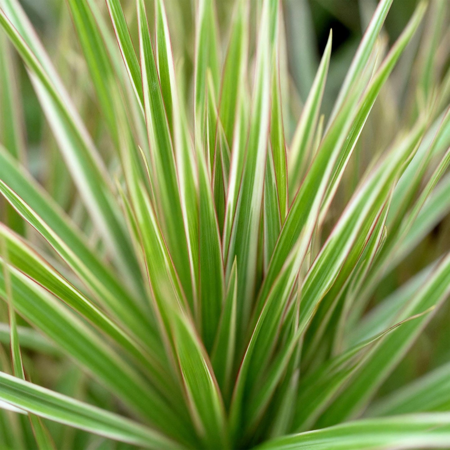 🌿 Dracaena Marginata Bicolor – Drakenbloedboom met Witte Pot