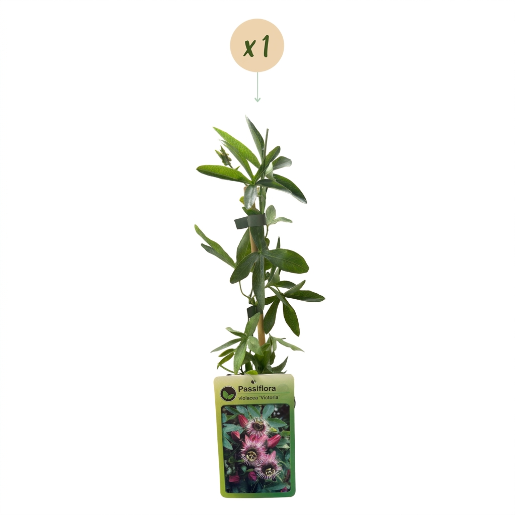 🌺 Passiflora ‘Victoria’ – Passiebloem – Rood-roze klimplant
