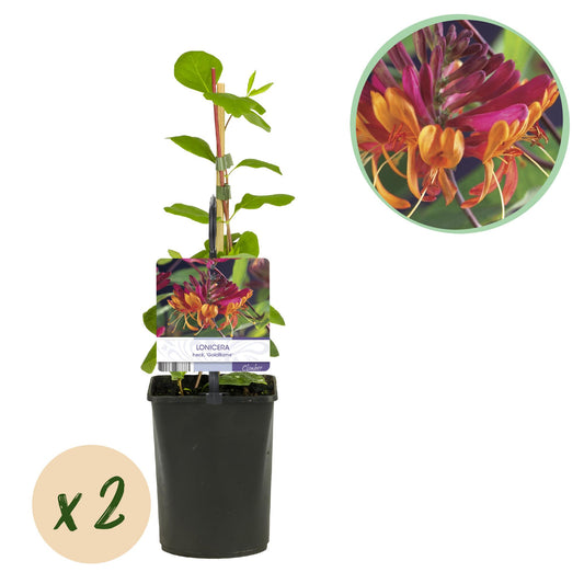 🌺 Lonicera heckrottii ‘Goldflame’ – Kamperfoelie (2 Stuks)
