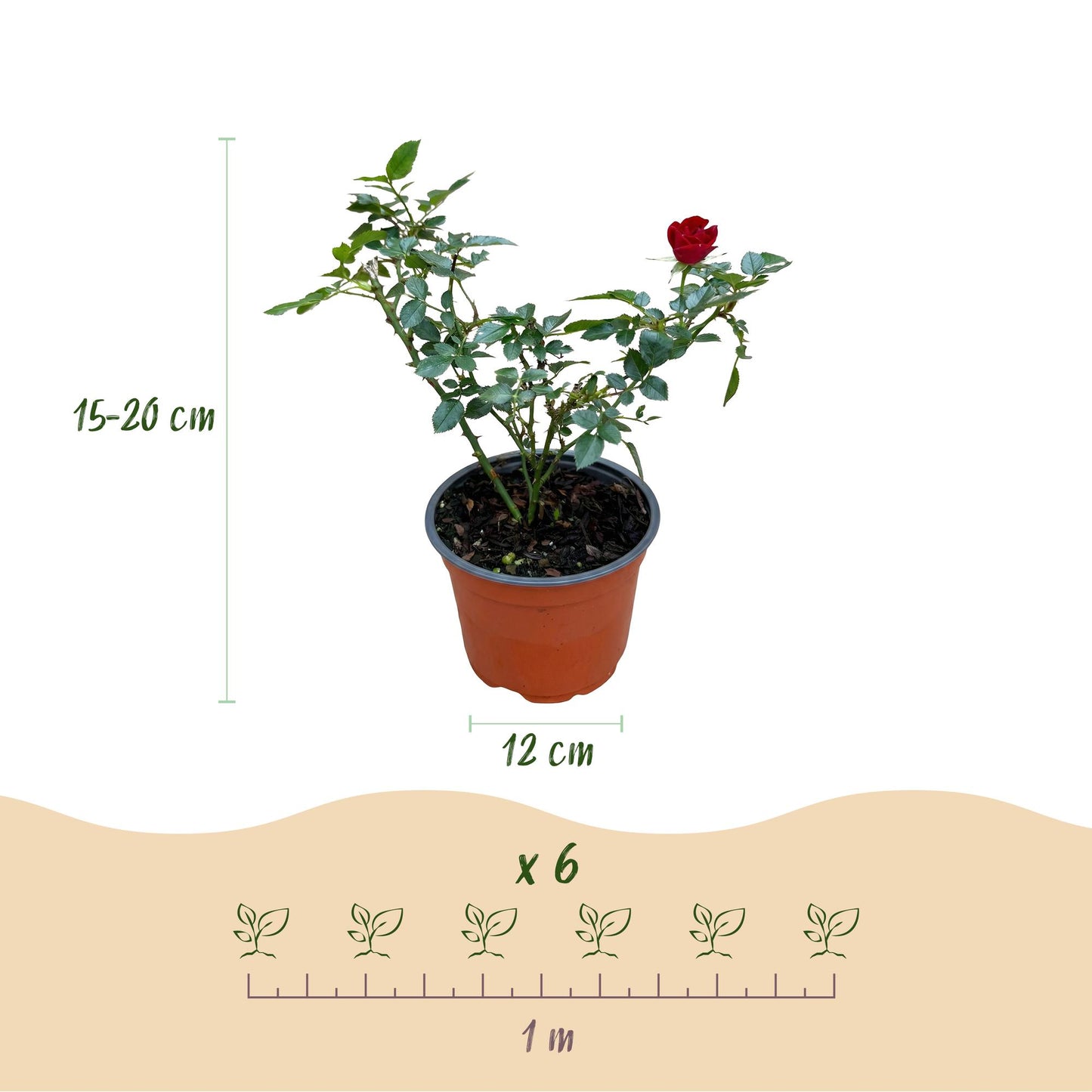 🌹 Rosa 'Rote The Fairy' | Compacte Rode Rozen voor Tuin & Balkon (3 stuks)