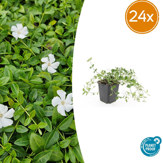 🌿 Vinca minor ‘Gertrude Jekyll’ – Winterharde Witte Bodembedekker (24 stuks)
