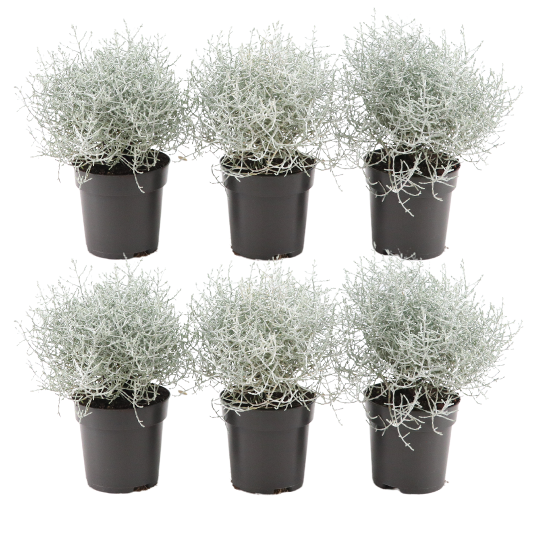 ❄️ Calocephalus (Zilverstruikje) – Ø10 cm – ↕15 cm | Winterharde Tuinplant