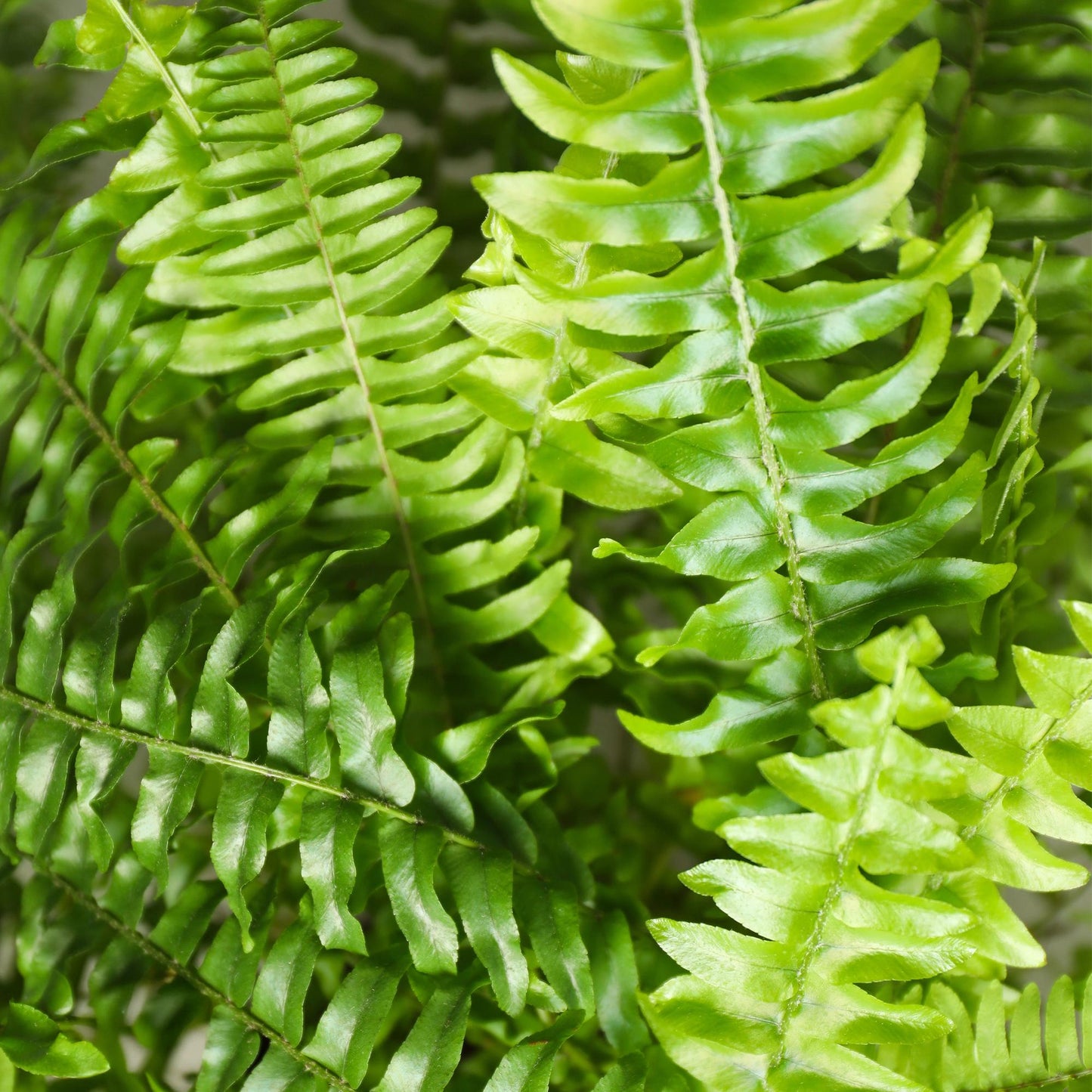 🌿 Nephrolepis Green Lady | Diervriendelijke Varen met Witte Pot (2 stuks)