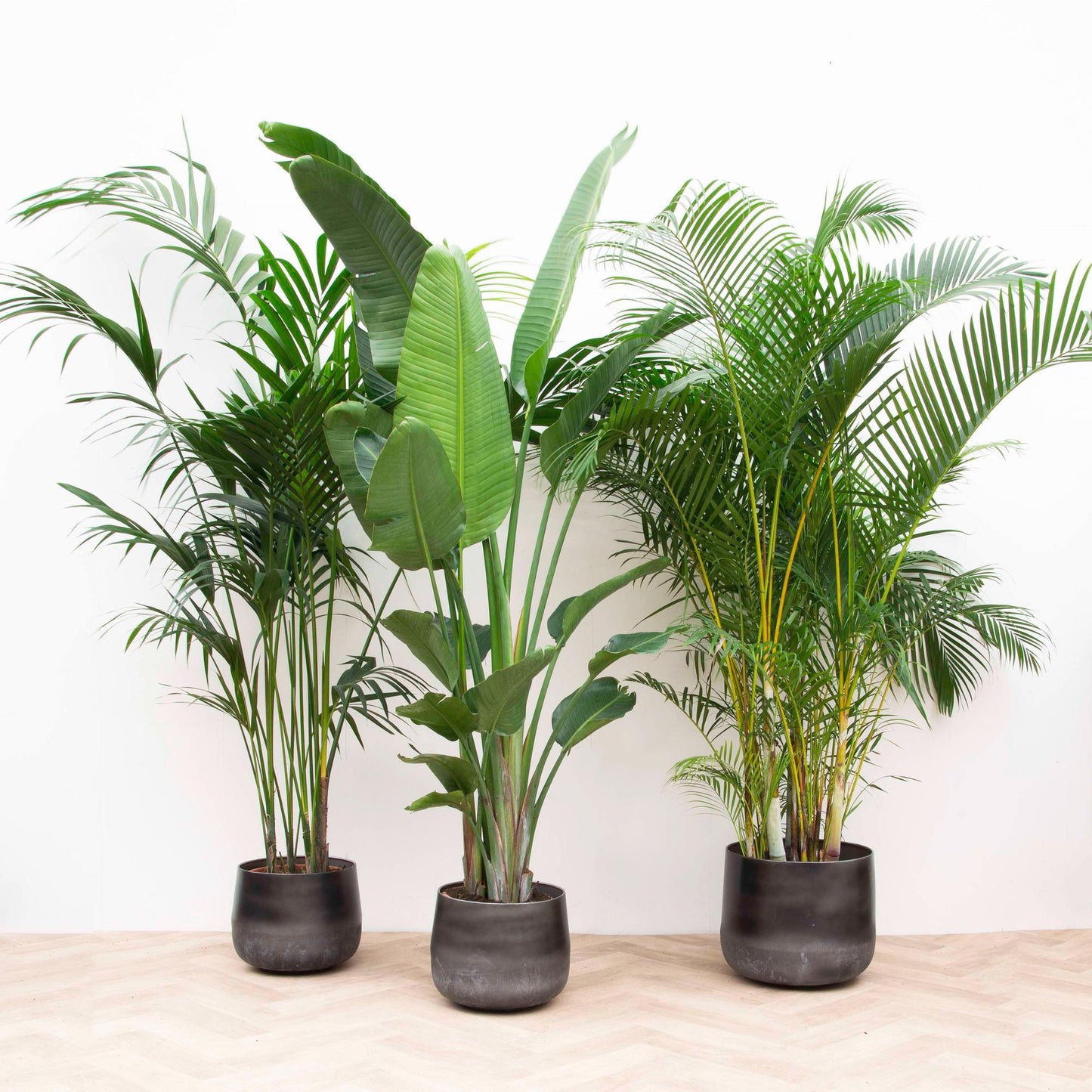🌿 Voordeelpakket XXL – Kentia Palm, Strelitzia Nicolai & Areca Palm (3 Planten)