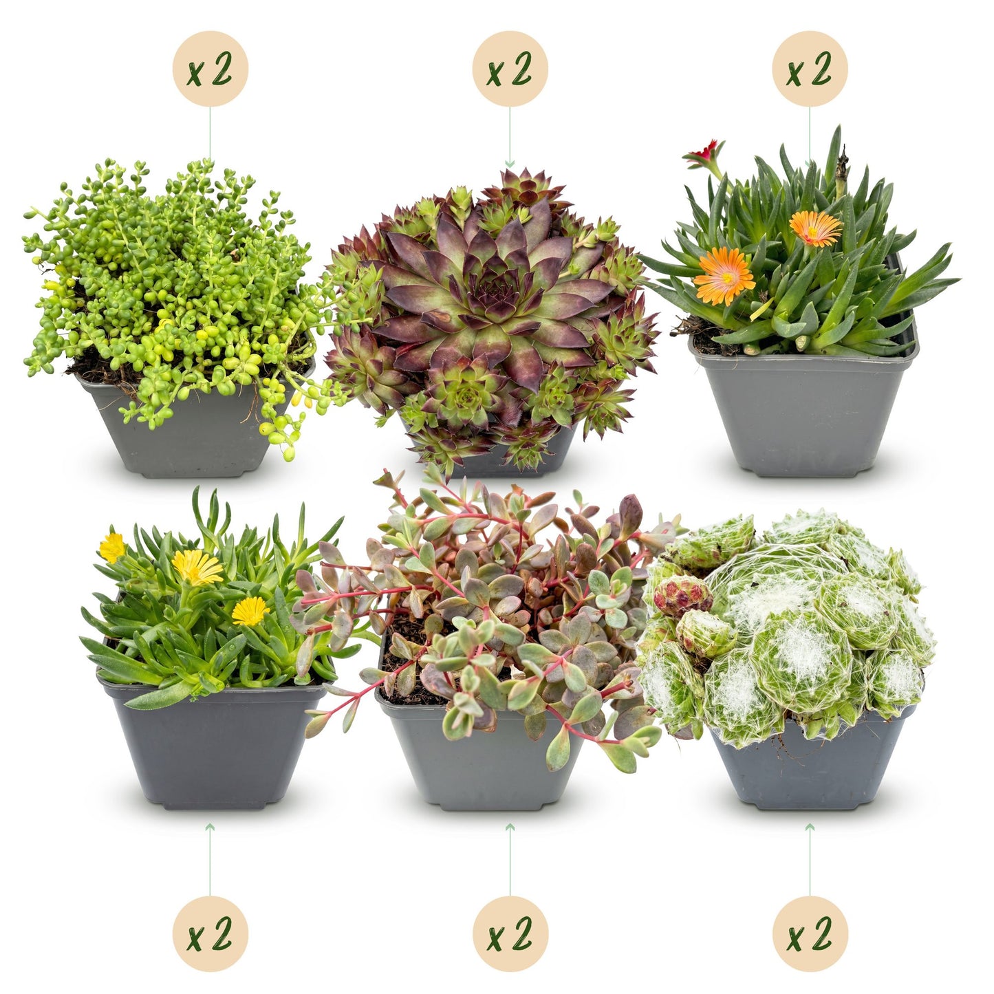 Alpine Mix – Winterharde Rotsplantenmix | (12 stuks)