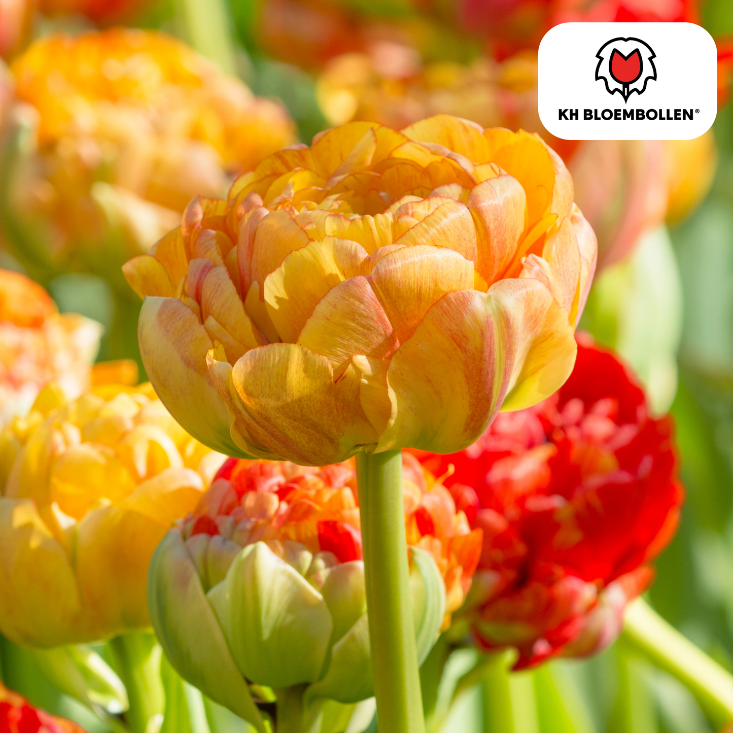 🌷 Tulpenbollen ‘Gudoshnik Double’ – Geel, Oranje & Rode Dubbelbloemige Tulp (20 Stuks)